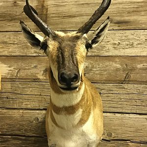 Pronghorn Shoulder Mount Taxidermy