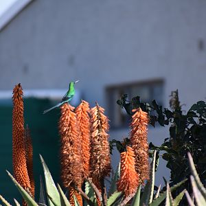 Bird Life South Africa