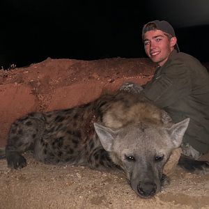 Spotted Hyena Hunt in South Africa