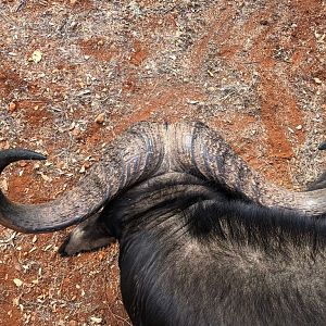 South Africa Hunt Cape Buffalo