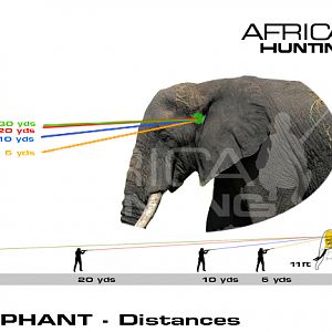 Hunting Elephant Shot Placement