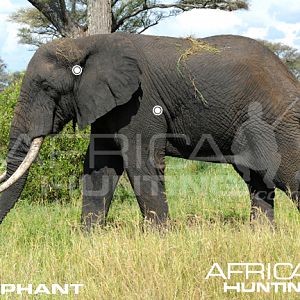 Hunting Elephant Shot Placement