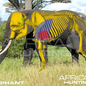 Hunting Elephant Shot Placement