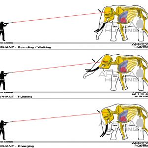 Hunting Elephant Shot Placement