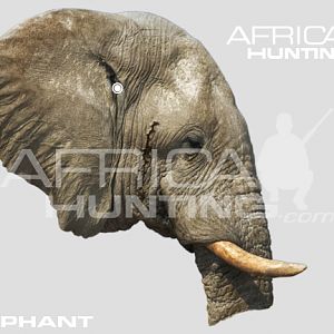 Hunting Elephant Head Shot Placement