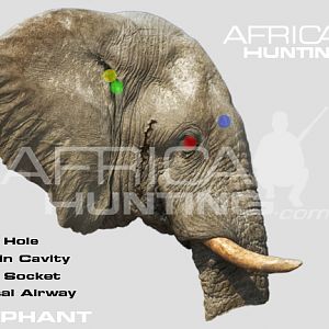 Hunting Elephant Head Shot Placement