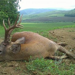 Roe deer representative trophy