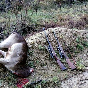 Hunting Fallow Deer in New Zealand