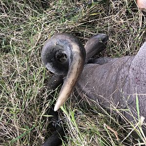 Curl of Kudu Horn