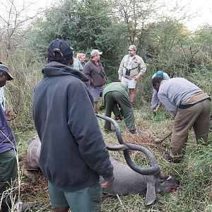 Kudu Hunting in Zimbabwe