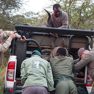 South Africa Hunt Kudu