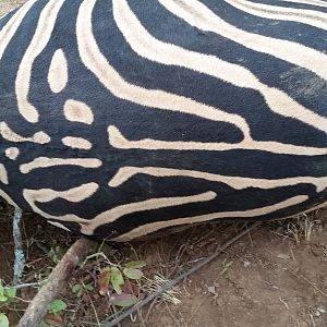 Burchell's Plain Zebra Hunt in Zimbabwe