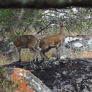 Klipspringer Zimbabwe