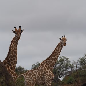 Giraffe Zimbabwe