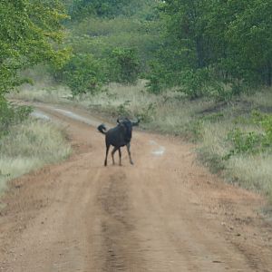 Blue Wildebeest Zimbabwe