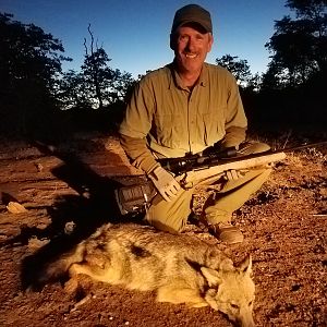 Jackal Hunting in Zimbabwe