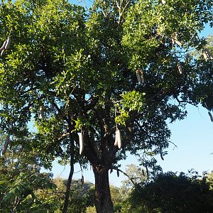 Sausage Tree Zimbabwe