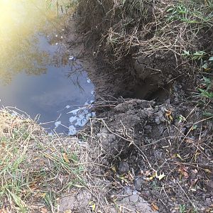 Hippo Hunt South Africa