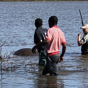 Recovering Hippo from Water