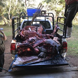 Hunting Hippo in South Africa