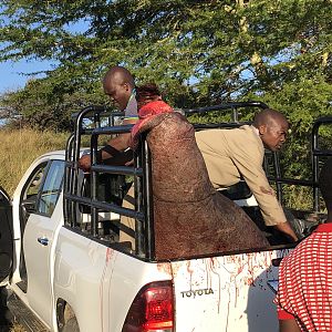 South Africa Hunting Hippo