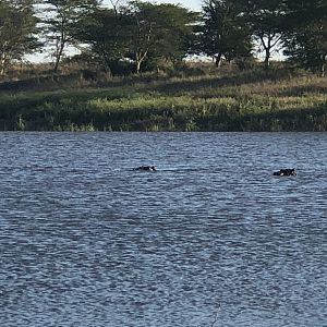 Hippo Cows in water South Africa