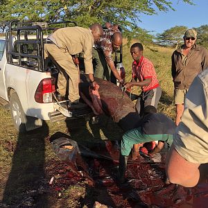 Hunt Hippo in South Africa