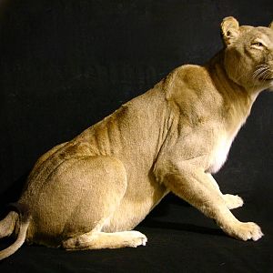 Life Size Lioness Full Mount Taxidermy