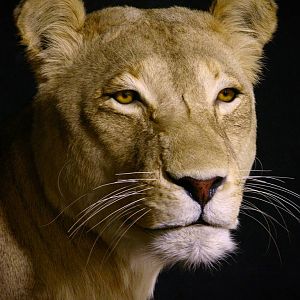 Life Size Lioness Full Mount Taxidermy