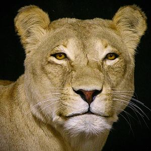 Life Size Lioness Full Mount Taxidermy