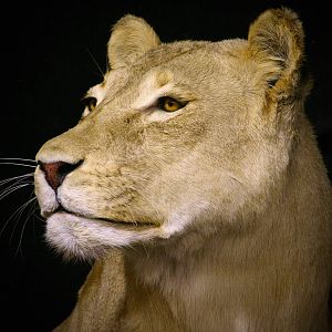 Life Size Lioness Full Mount Taxidermy