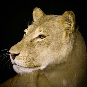 Life Size Lioness Full Mount Taxidermy