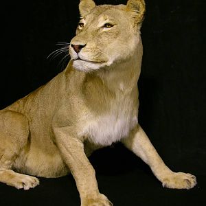 Life Size Lioness Full Mount Taxidermy