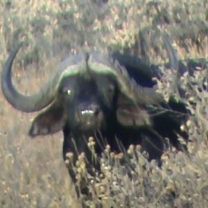 Cape Buffalo South Africa