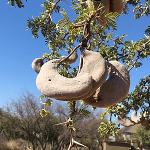 Camel Thorn Pods