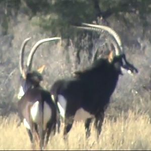 Sable Antelope South Africa