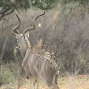 Kudu South Africa