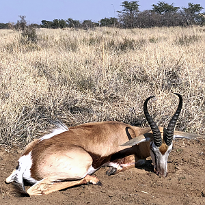 Springbok Hunt in South Africa