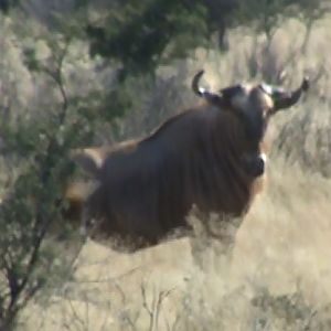 Golden Wildebeest South Africa