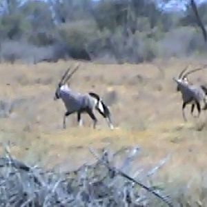 Gemsbok South Africa