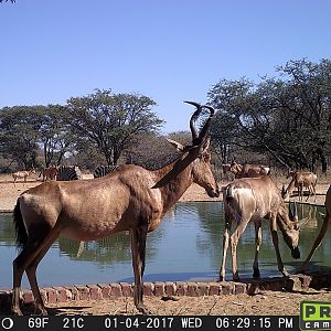 South Africa Trail Cam Pictures Red Hartebeest