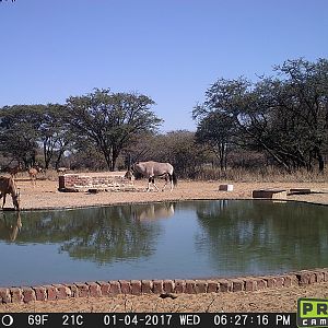 Red Hartebeest & Gemsbok Trail Cam Pictures South Africa