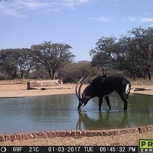 Trail Cam Pictures of Sable Antelope in South Africa