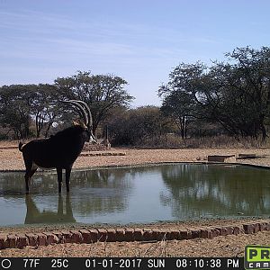 South Africa Trail Cam Pictures Sable