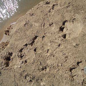 Hippo Tracks