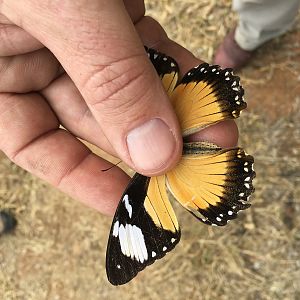 Butterfly Zimbabwe