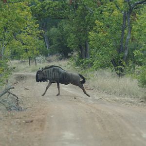 Blue Wildebeest Zimbabwe