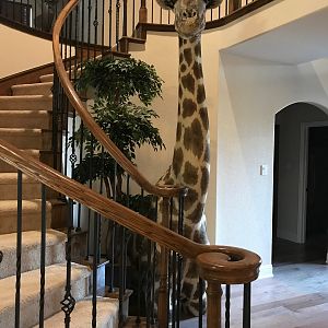 Giraffe Shoulder Mount Taxidermy