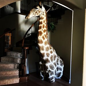 Giraffe Shoulder Mount Taxidermy