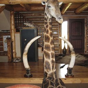 Giraffe Shoulder Mount Taxidermy with Elephant Tusks